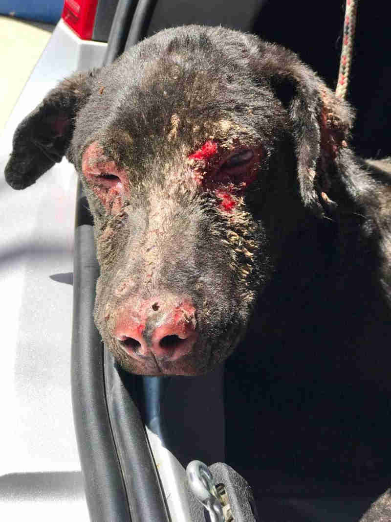 Cão resgatado com ferimentos no rosto sendo levado para atendimento