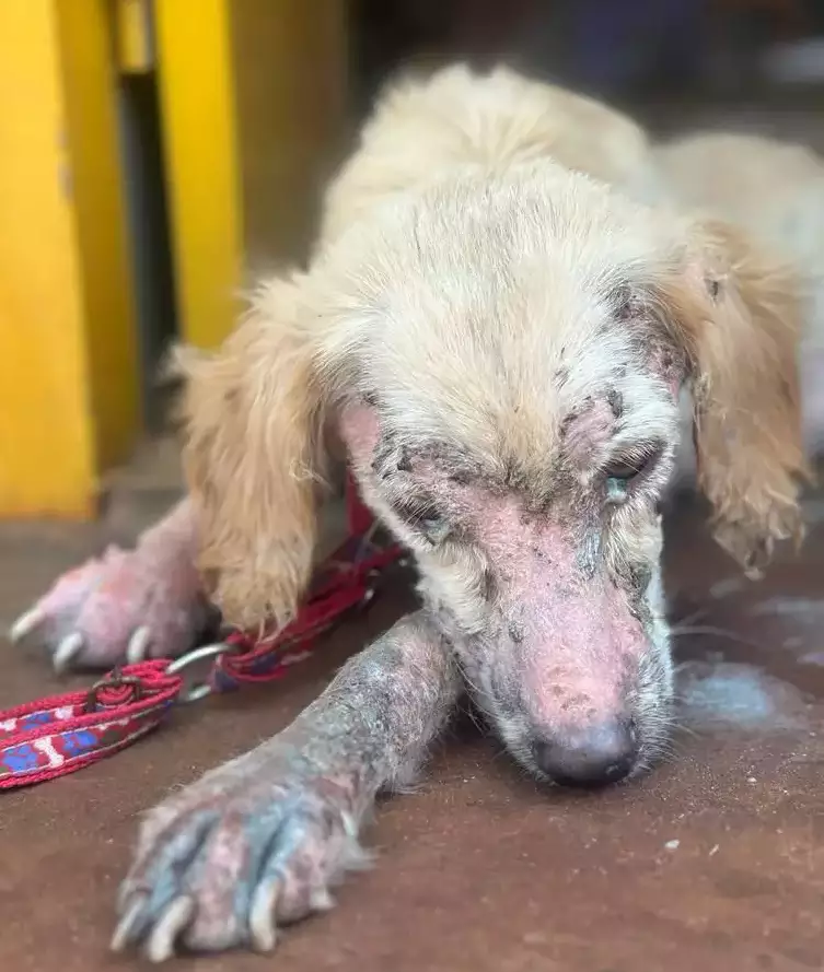Cão com problemas de pele deitado no chão em recuperação