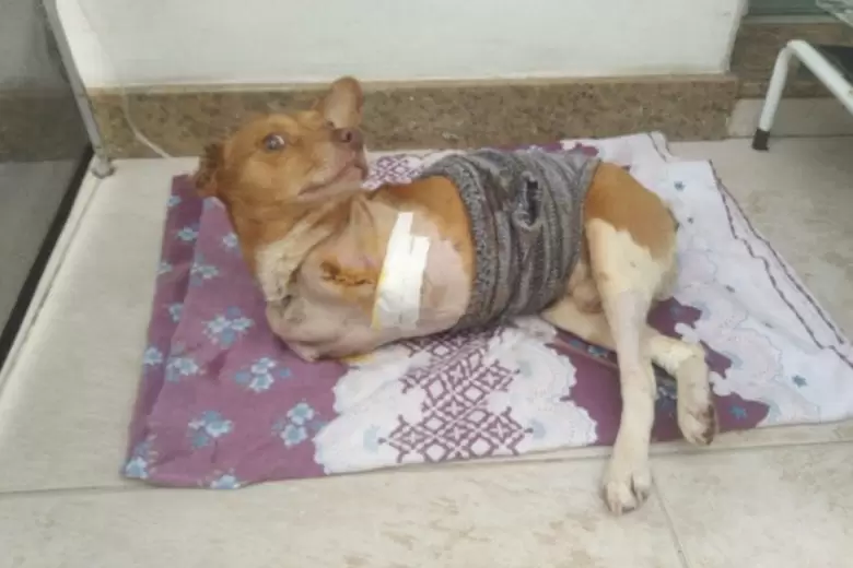 Cão enfaixado descansando sobre uma manta no abrigo